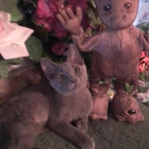 Fundraising Page: Isabelle Van